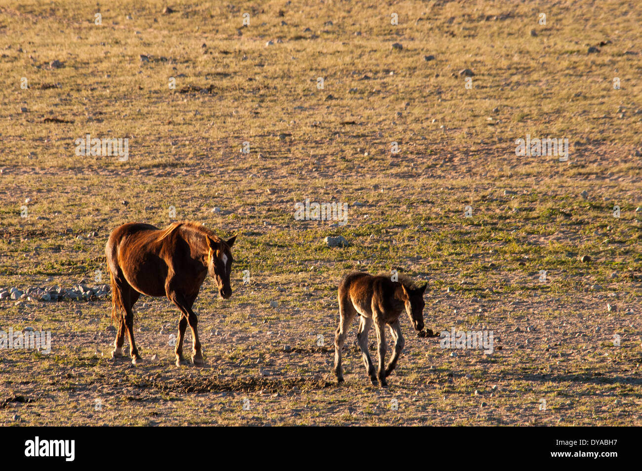 Namibische Wildpferde, Equus Ferus Caballus, eine Stute und ihr Fohlen, zu Fuß an der Wasserstelle Garub Aus, Namibia, Afrika Stockfoto