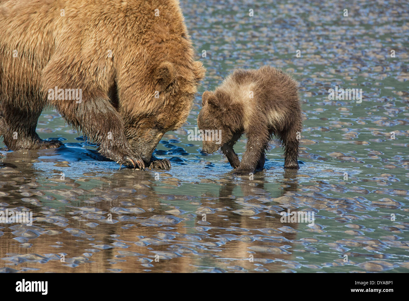 Zwei Grizzlybären, Mutter und Frühjahr Cub, Ursus Arctos, clamming in das Wattenmeer des Cook Inlet, Alaska, USA Stockfoto