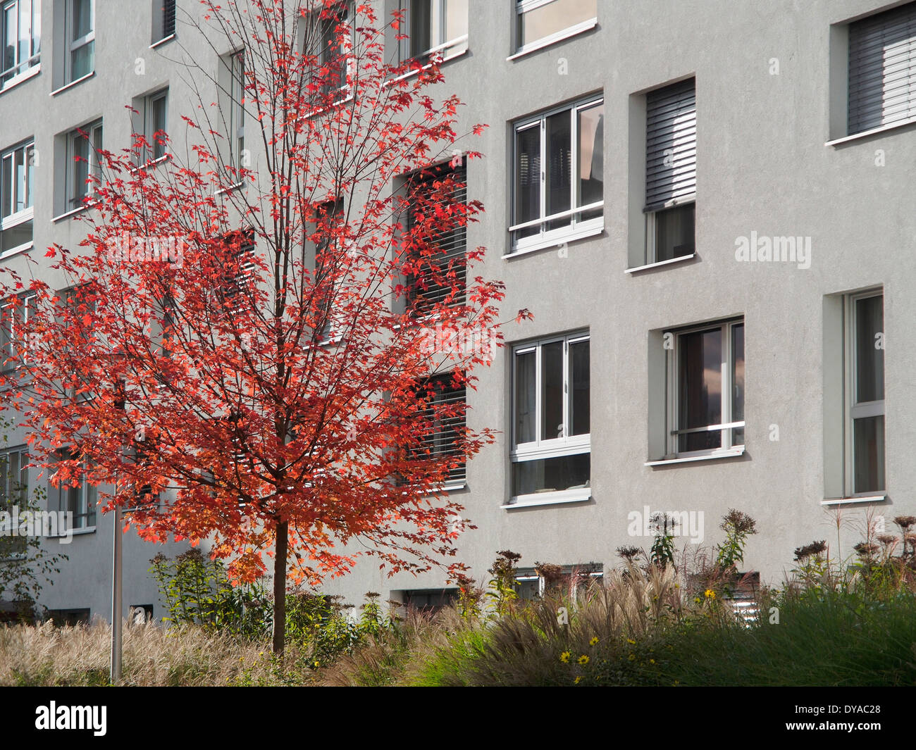 Zurich Oerlikon Schweiz Europa Ahorn Fenster Glattpark Grauen Herbst Pflanze Siedlung Wohnungen Leben Haus Mieten Block Stockfotografie Alamy