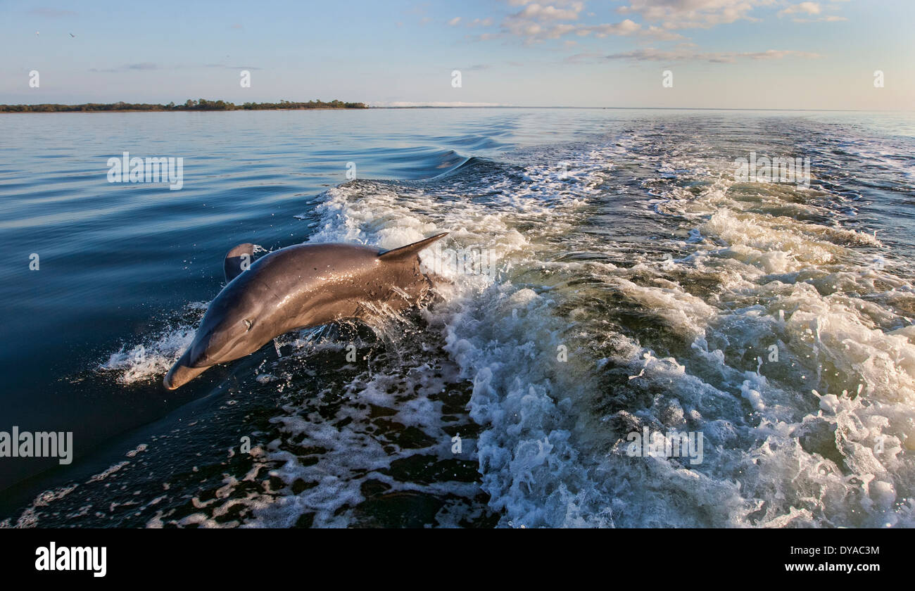 Zwei Flasche nosed Delfin in einem Boote Folge eines Delphins fast aus dem Wasser springen Stockfoto