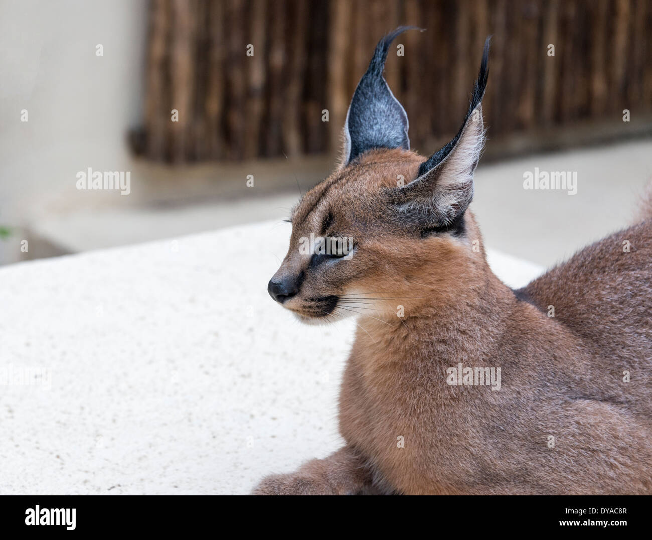 Luchs Wildkatze in Südafrika Afrika Stockfoto