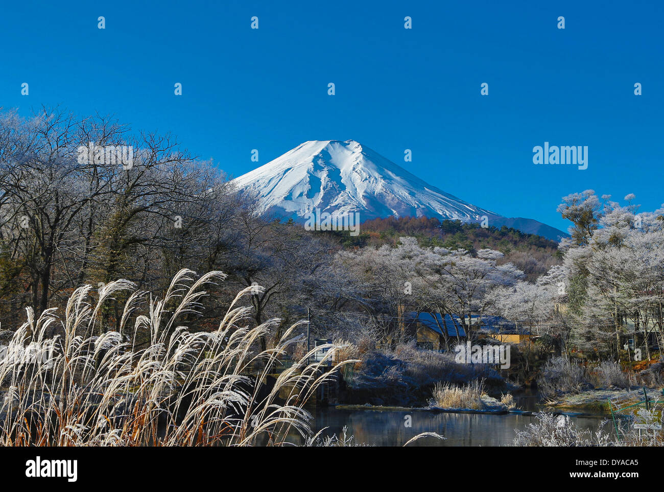 Japan, Asien, Mount Fuji, Herbst, klar, bunt, Farben, frost, Fuji, Berg, Schnee, Symbol, Tourismus, Reisen, Oshino Mura Stockfoto