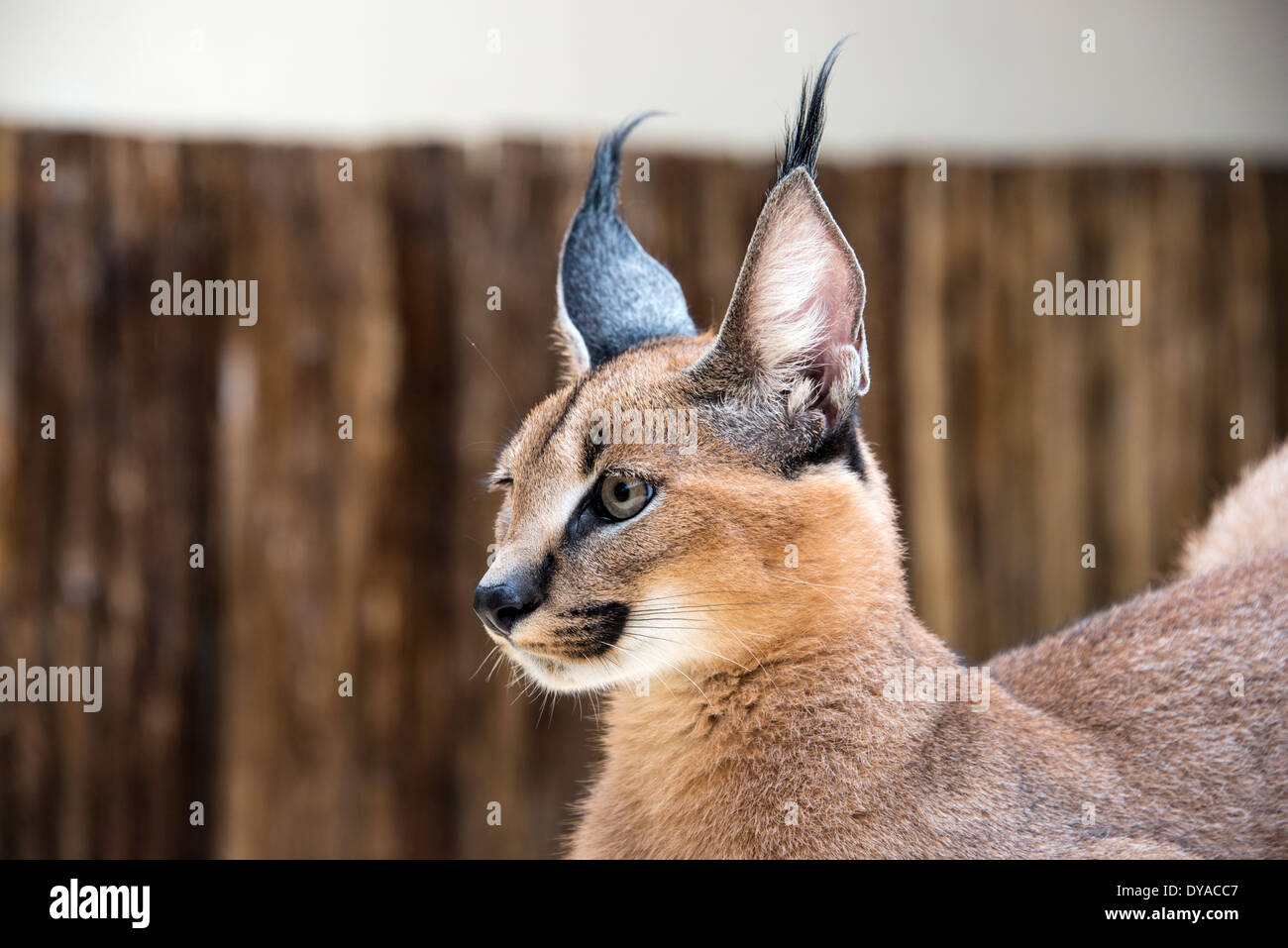 Luchs Wildkatze in Südafrika Afrika Stockfoto