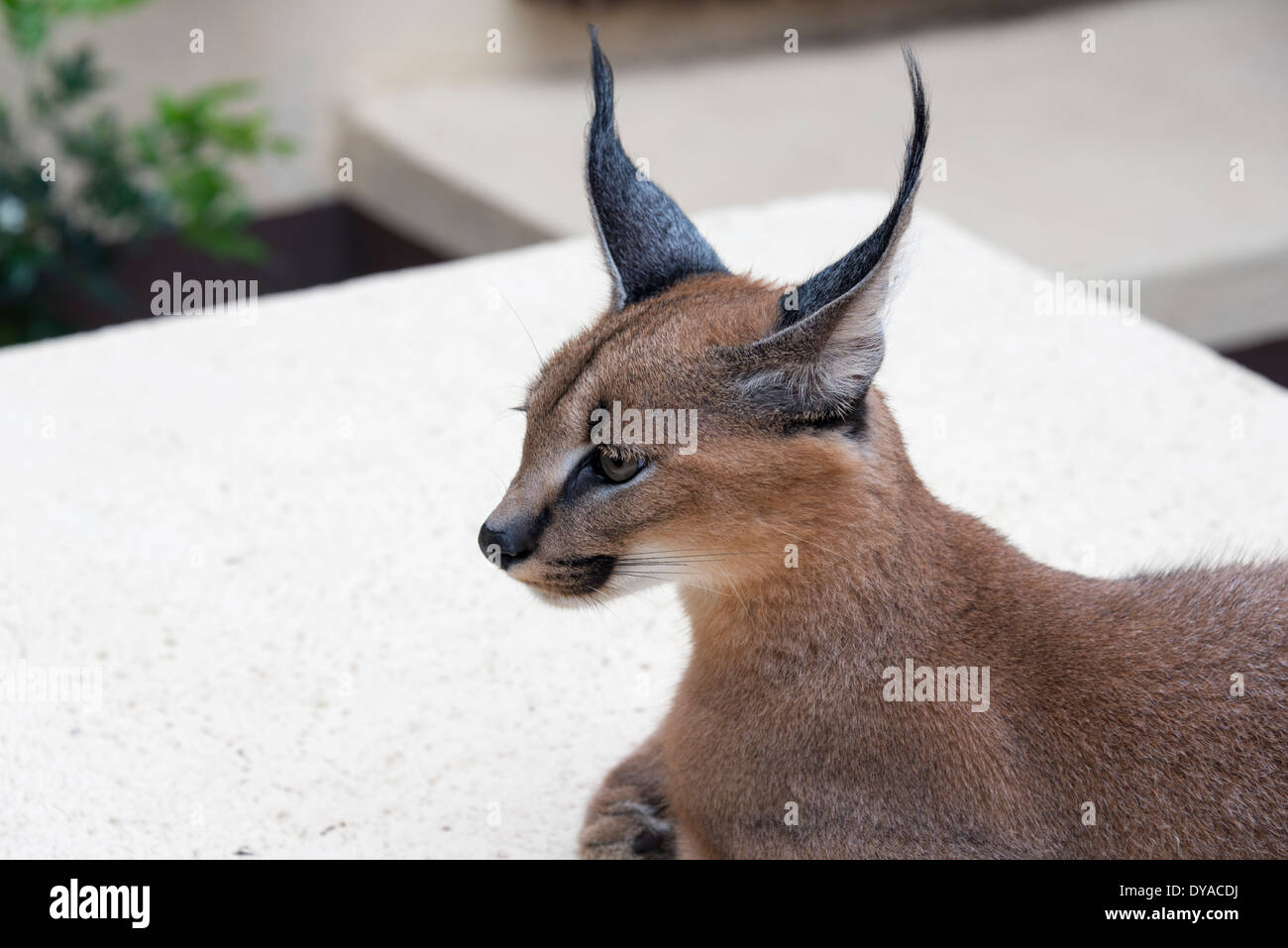 Luchs Wildkatze in Südafrika Afrika Stockfoto