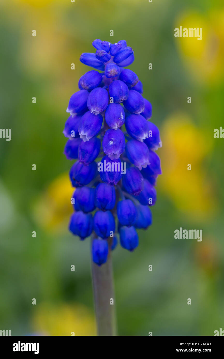 Ein Grape Hyacinth (Muscari Neglectum) Blumen im Frühling in einem Garten in Glastonbury Stockfoto