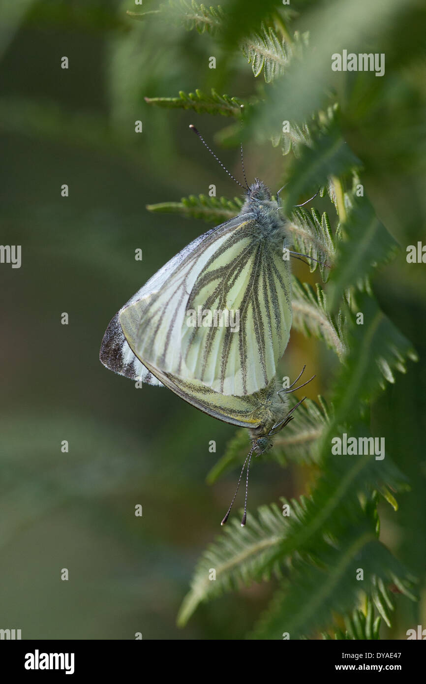 Grün-Veined weiß Schmetterling (Pieris Napi) beruht auf einem Bracken-Wedel Stockfoto