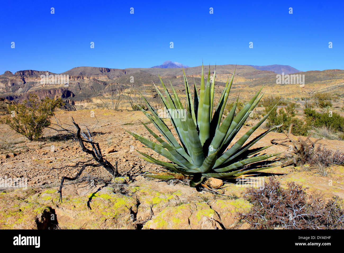 Atemberaubende Vegetation und trockenen Berge entlang der Apache Trail, Arizona, USA Stockfoto