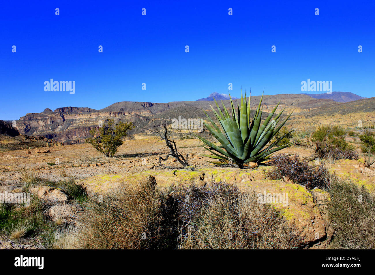 Atemberaubende Landschaft, Vegetation und die trockenen Berge entlang der Apache Trail, Arizona, USA Stockfoto