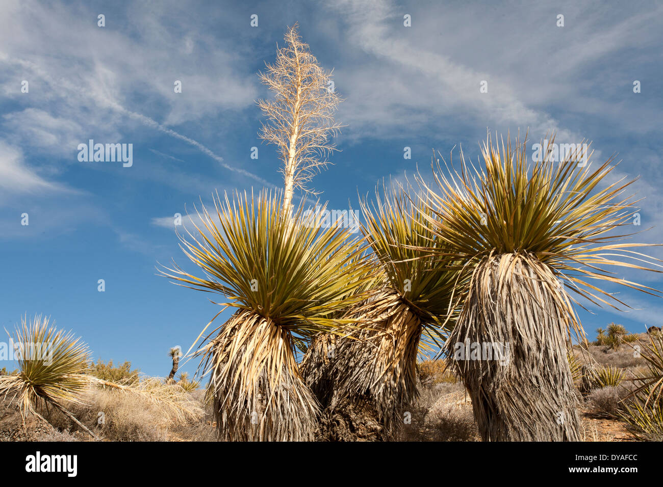 Yucca Stockfoto