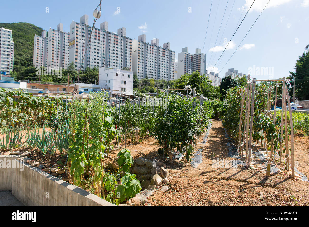 Urban Gardening mit Peper und Tomaten Pflanzen und Wohnhäuser im Hintergrund in Südkorea Stockfoto