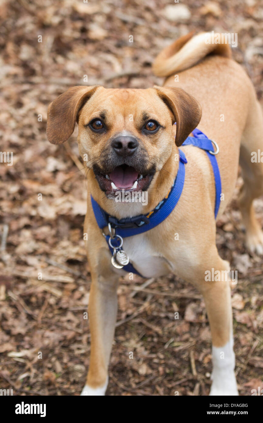 Puggle Hund trägt ein Geschirr Stockfoto