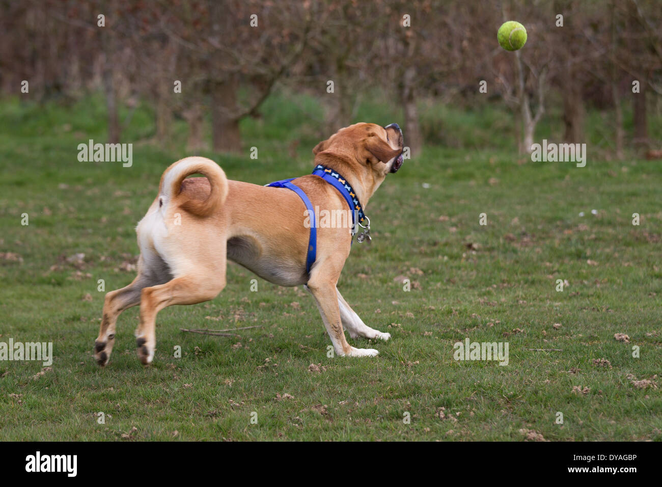 Puggle Hund trägt ein Geschirr mit einem Ball spielen Stockfoto
