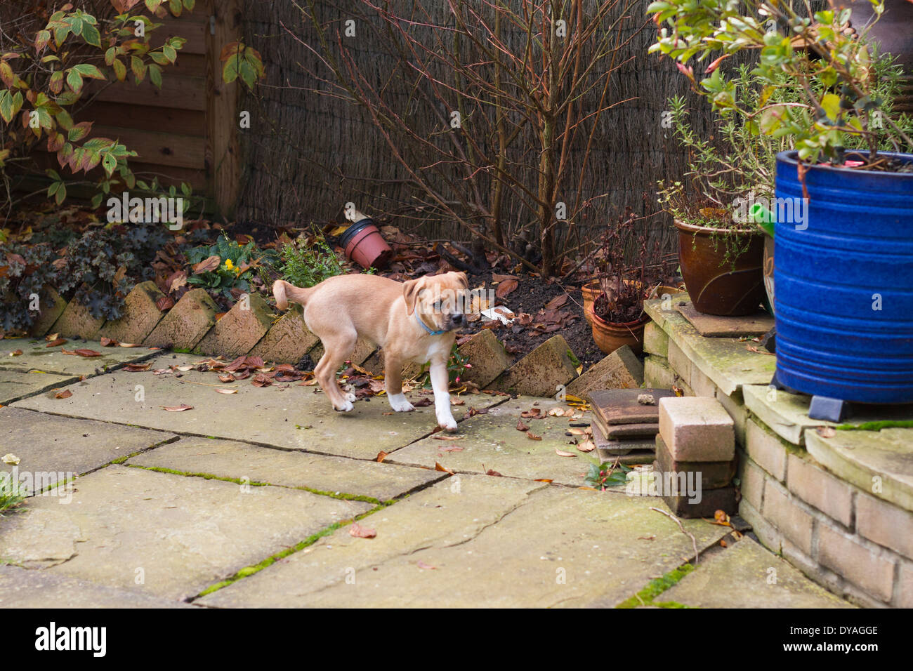 Puggle Hund in s Garten Stockfoto