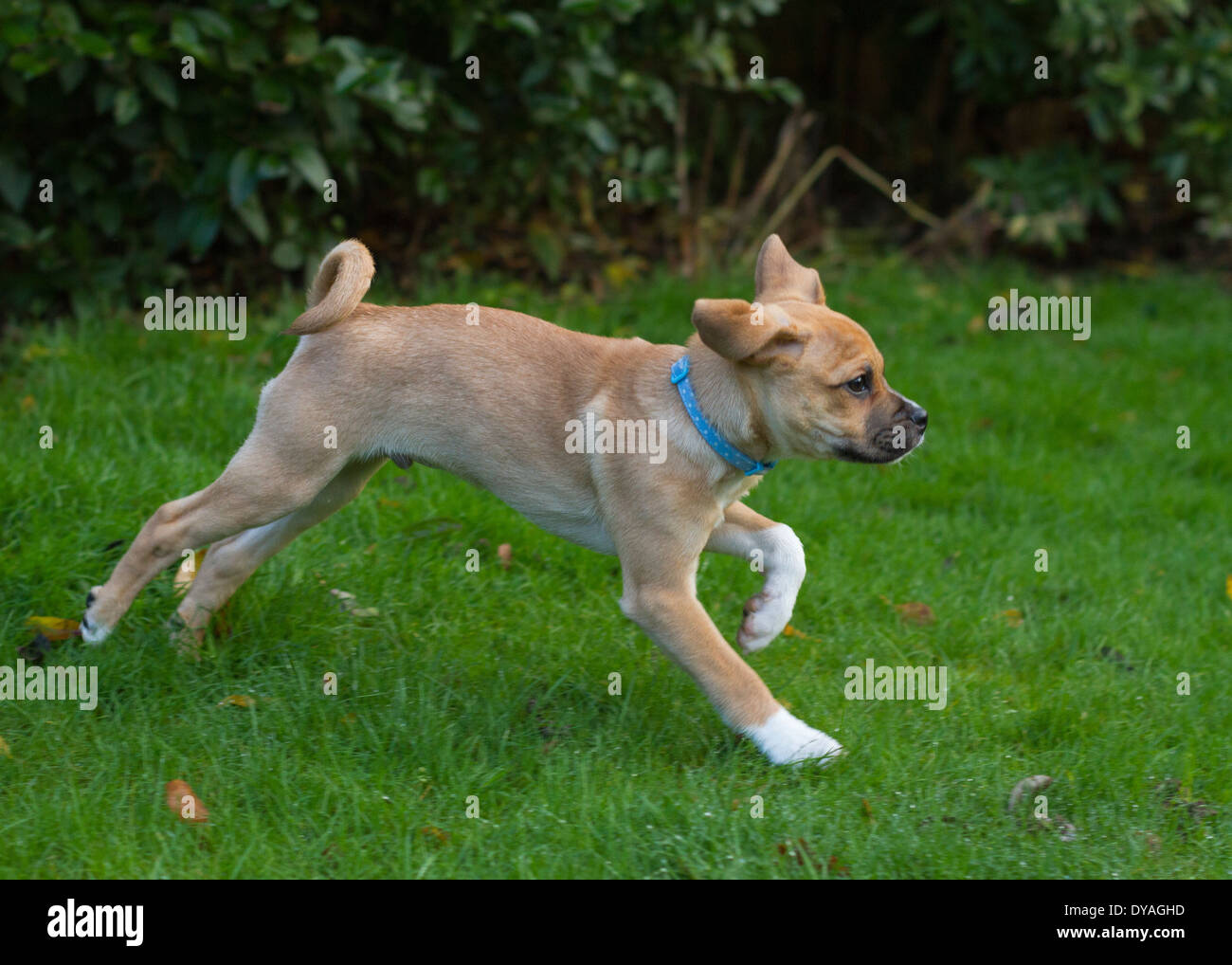 Puggle Hund in s Garten Stockfoto