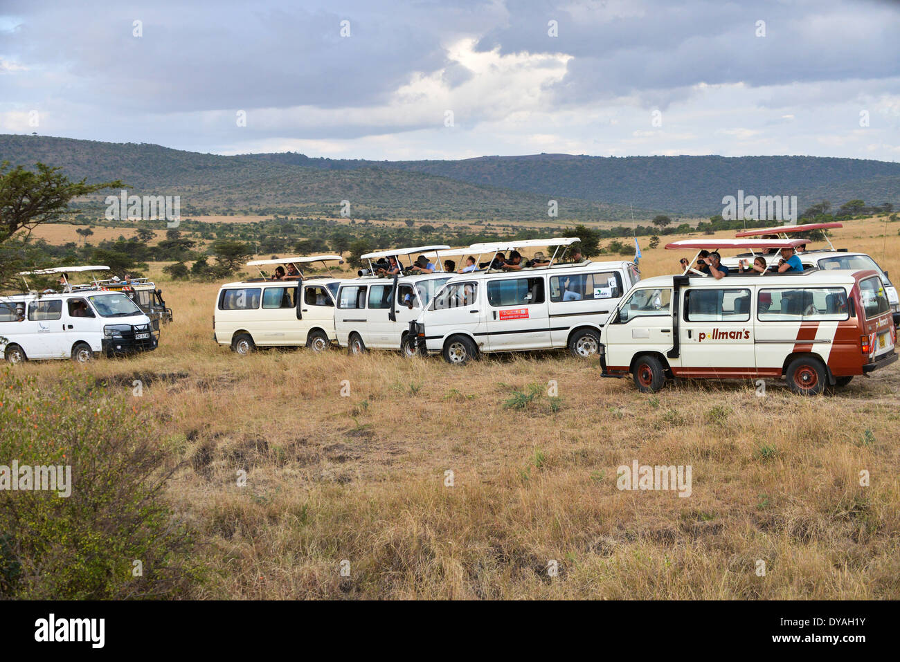 eine Gruppe von Touristen in vans Wildbeobachtung in der Masai Mara, Kenia, Afrika Stockfoto