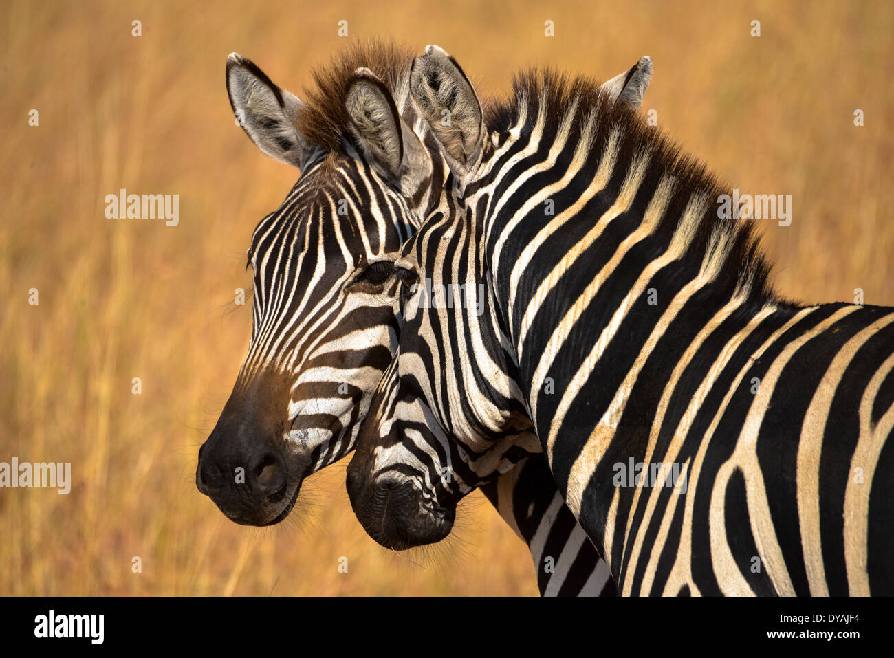 Zebras in der Masai Mara, Kenia, Afrika Stockfoto