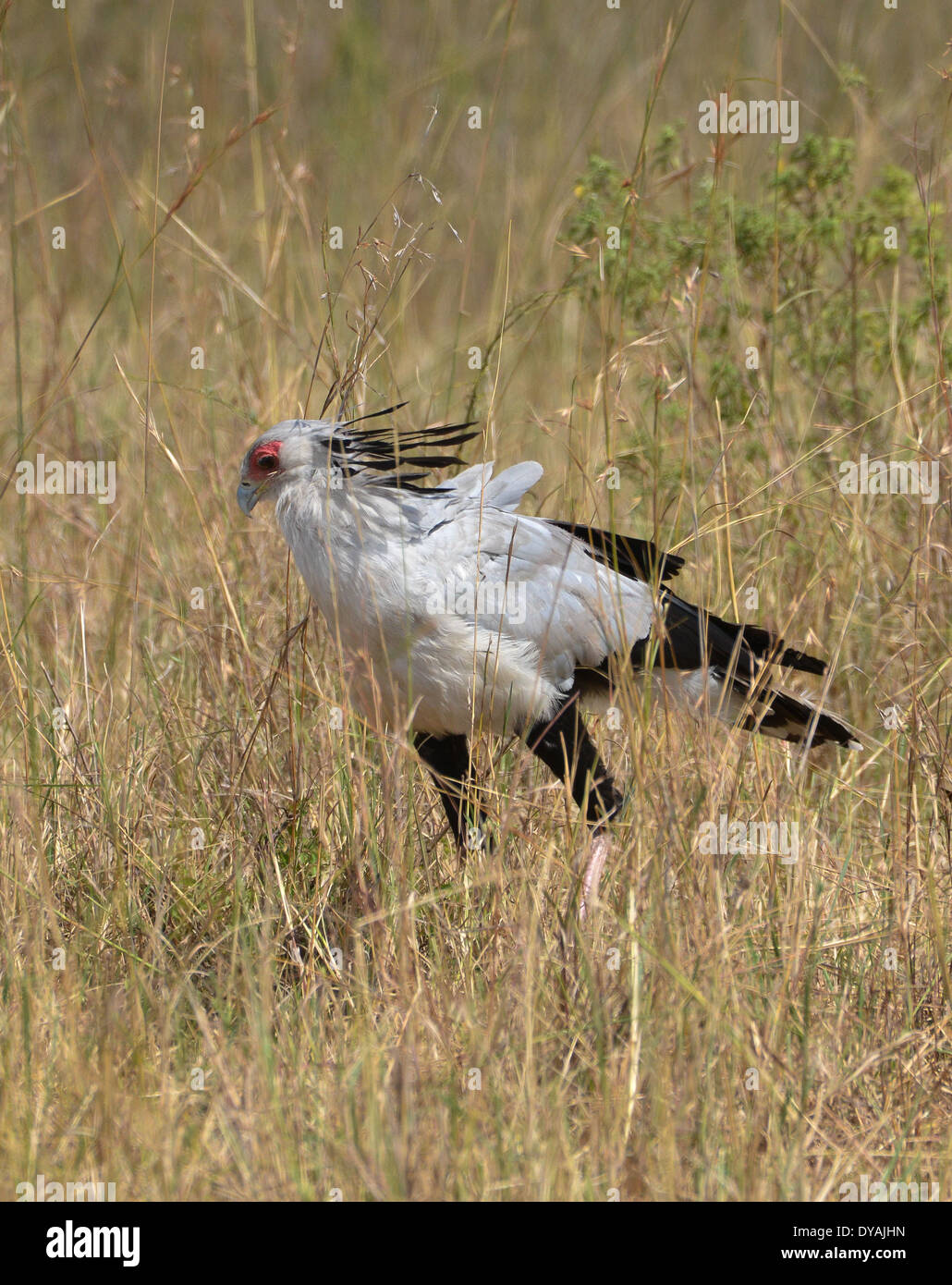 ein Sekretär Vogel in Masai Mara Nationalpark, Kenia, Afrika Stockfoto