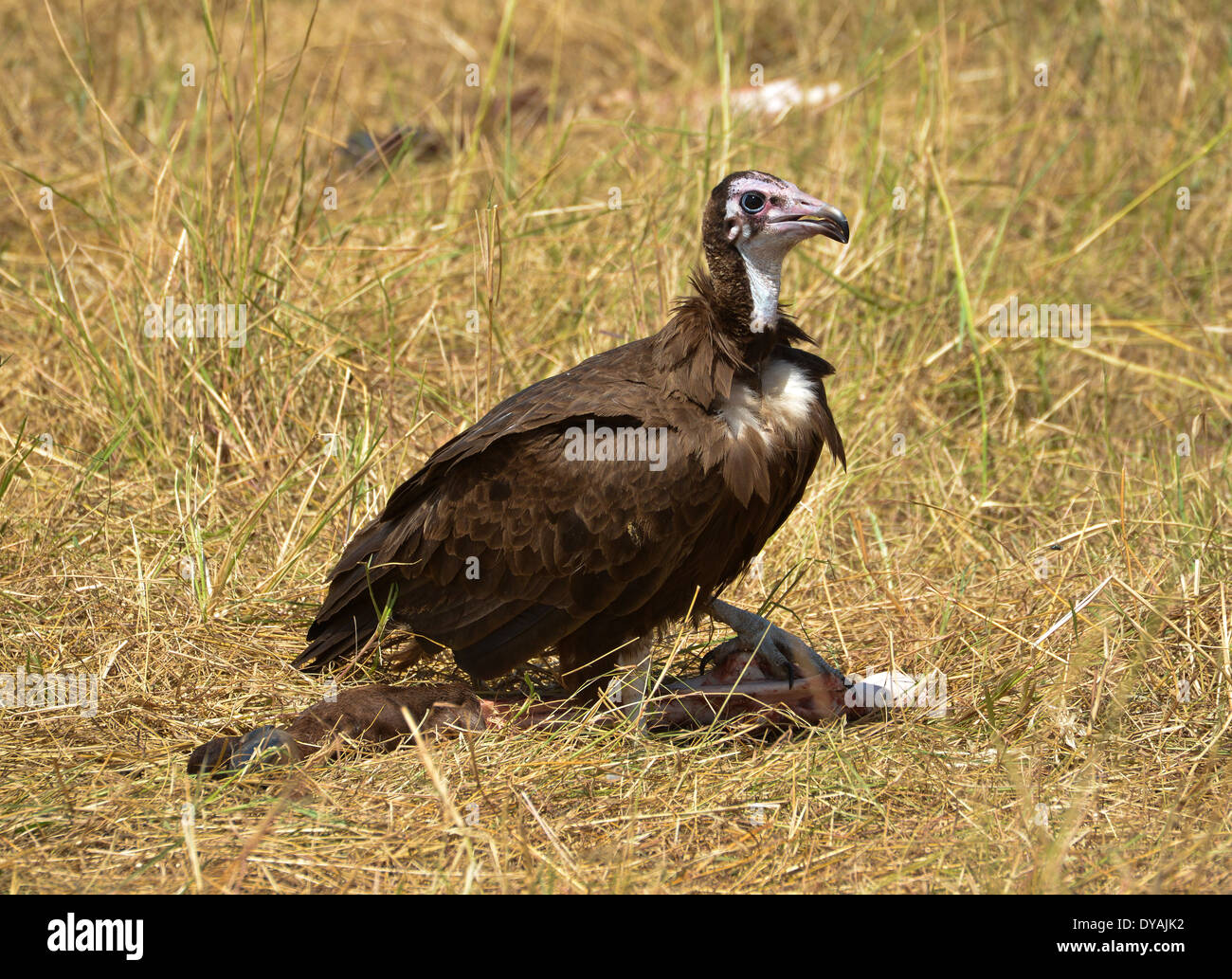 Geier mit einer Beute in Masai Mara, Kenia Stockfoto