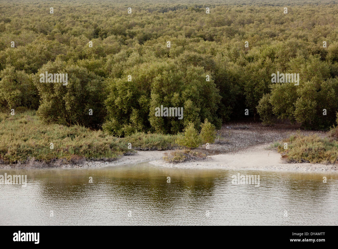 Die Mangroven gesäumt arabischen Golf Küste entlang der Al Salam Street in Abu Dhabi. Stockfoto