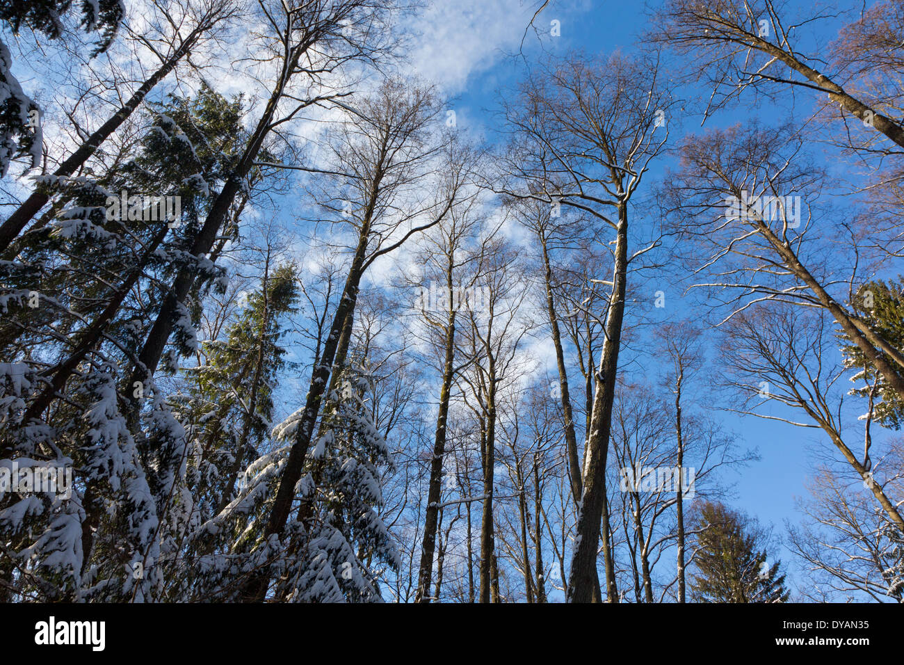 Erle Baum-Kronen Schnee gegen blauen Himmel mit einigen leichten Wolken gehüllt Stockfoto