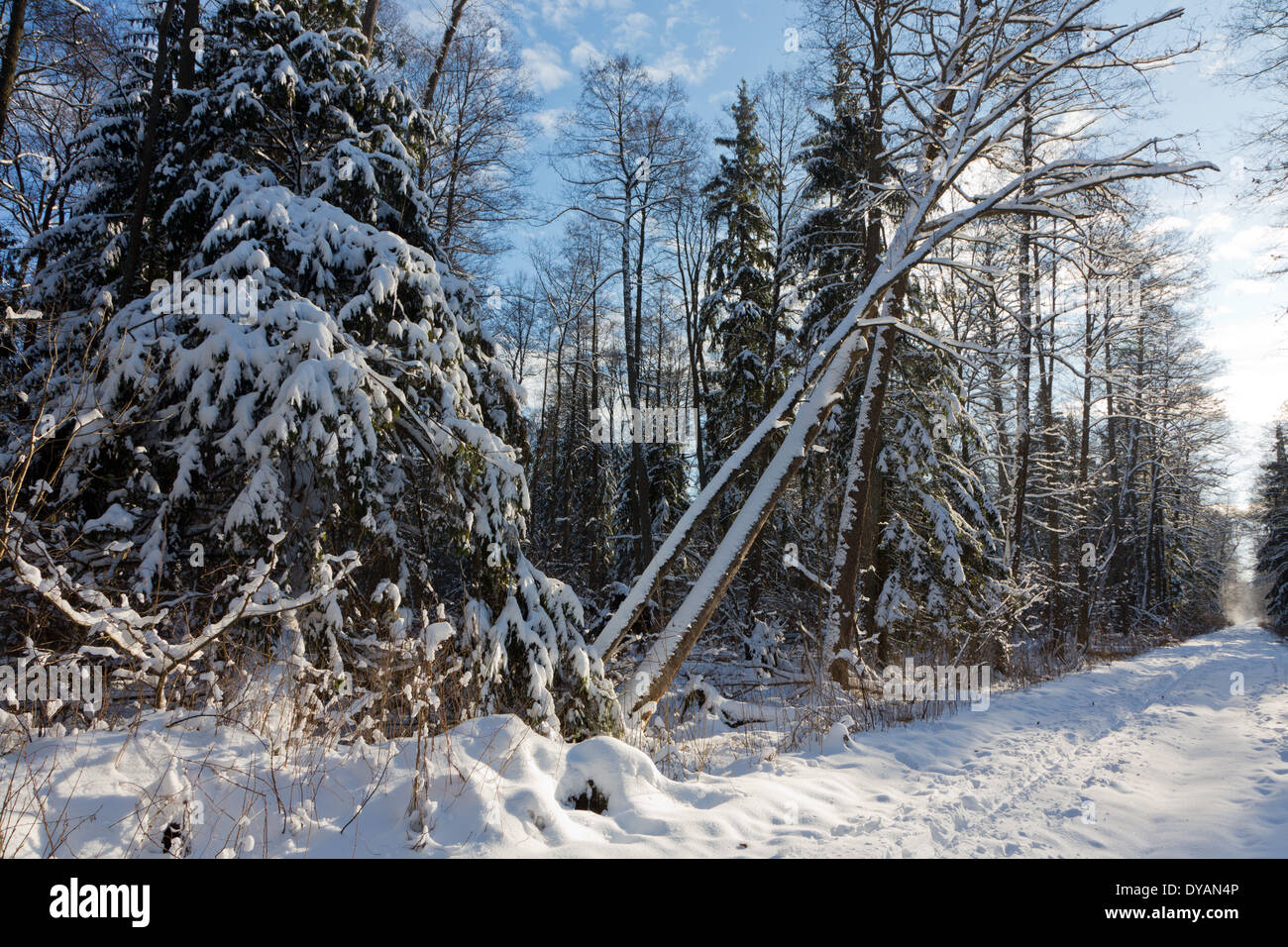 Schneefall nach Laub Stand morgens mit Schnee eingehüllt Fichte und Erle meist durch unbefestigte Straße Stockfoto