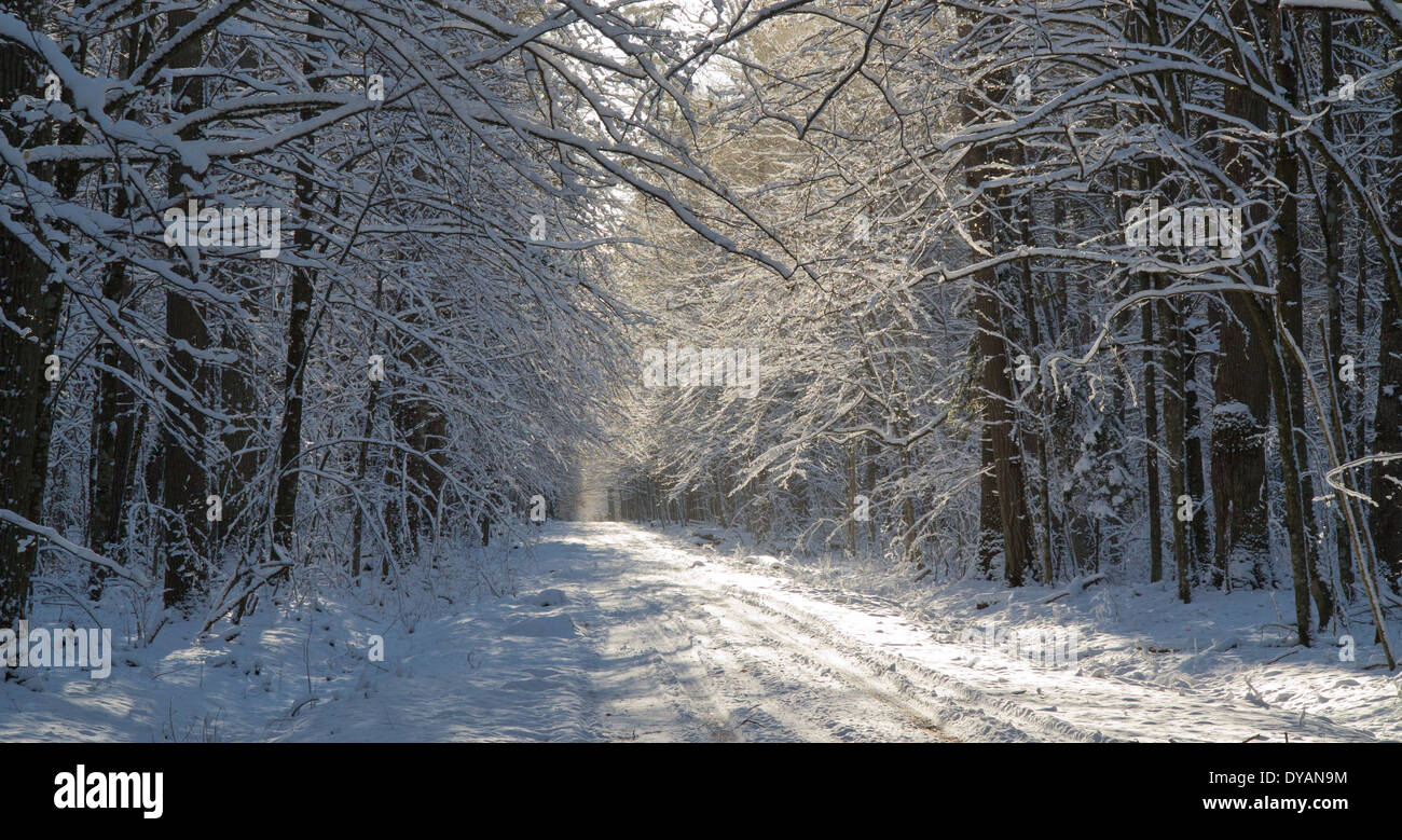 Boden Straße Schnee bedeckten Laubwälder Stand von Białowieża Wald überqueren Stockfoto