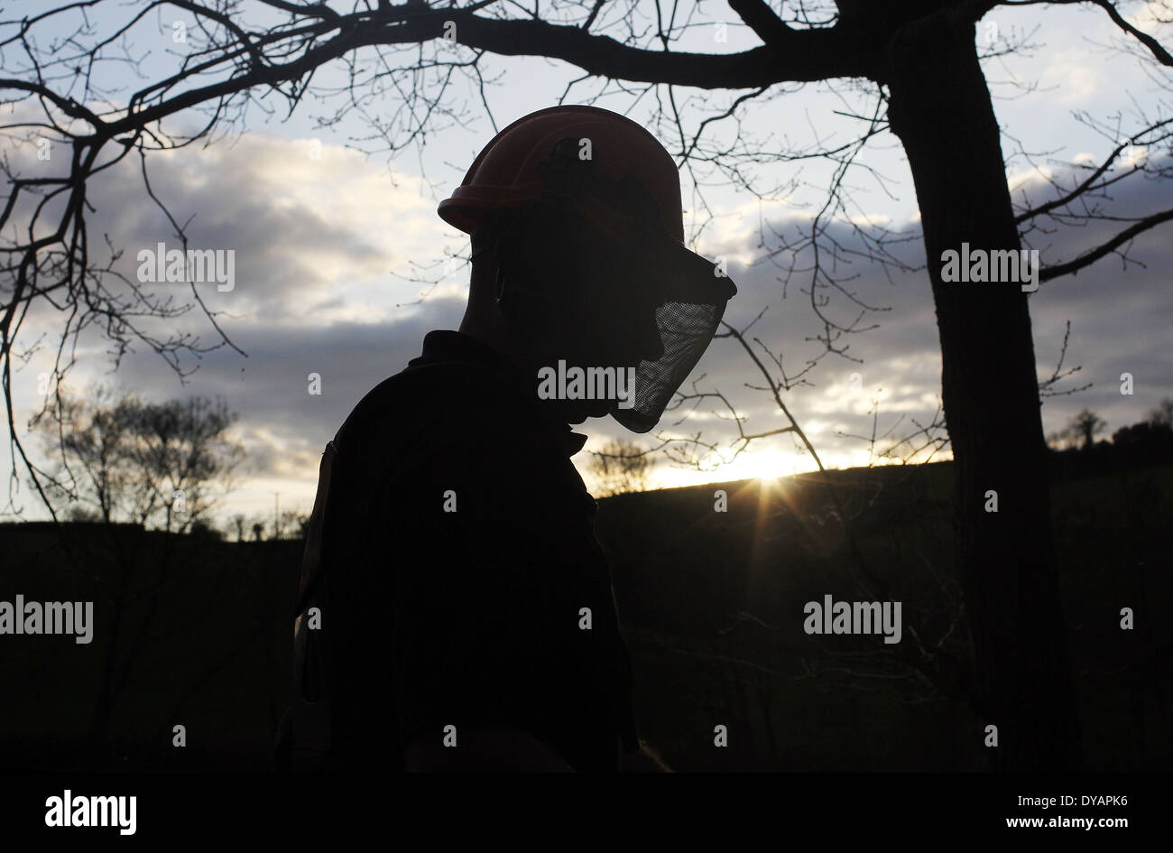 Holzfäller mit Schutzhelm, bezieht persönliche Schutzausrüstung (PSA), Schutzkleidung, Helme, Brillen, Stockfoto