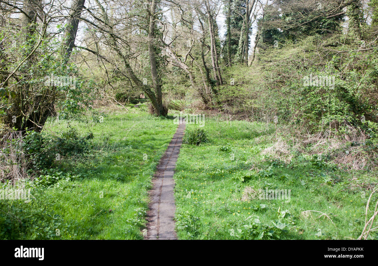 Weg in Wald in Newbourne Springs Nature Reserve, Newbourne, Suffolk, England Stockfoto