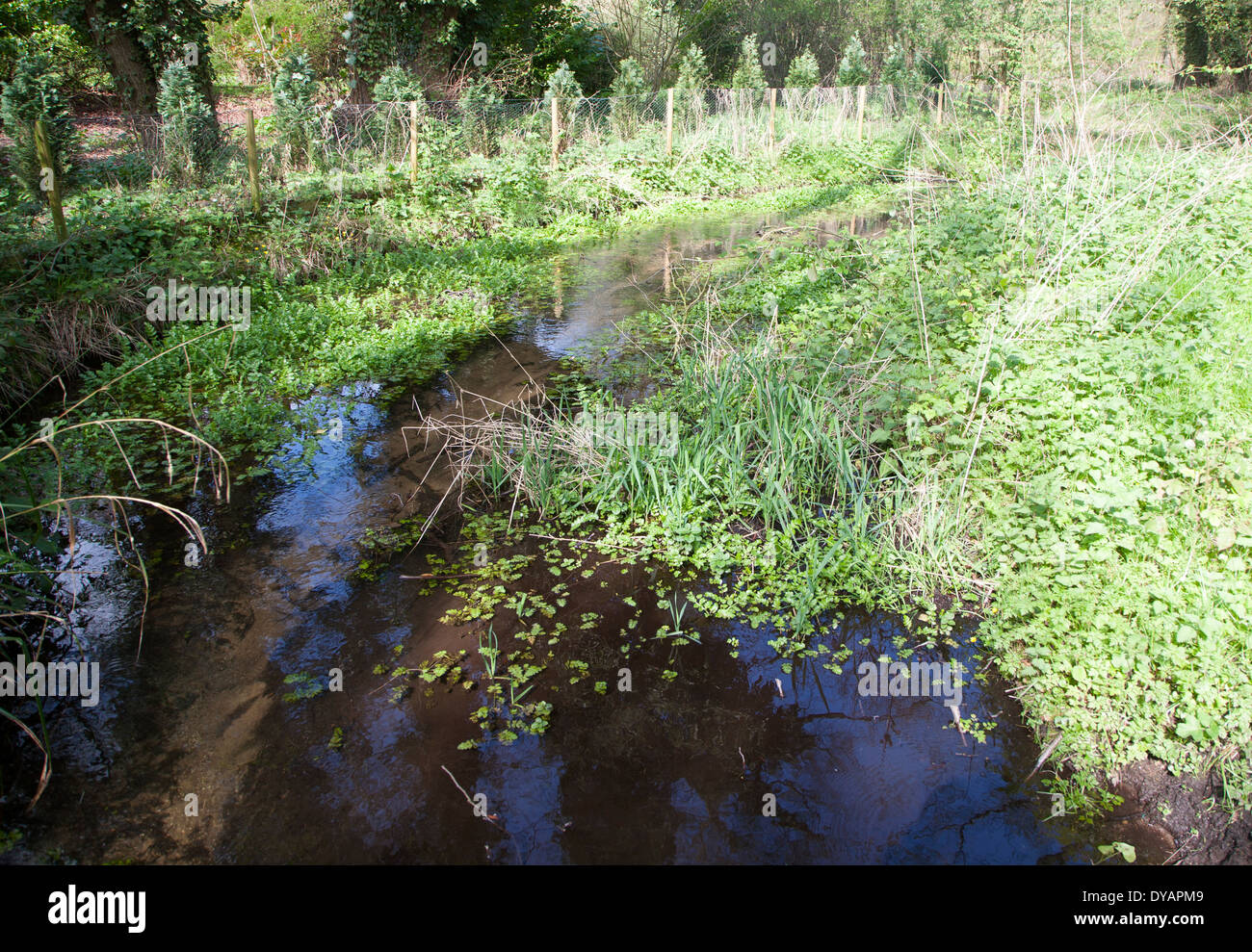 Wasser fließt im Stream auf Newbourne Springs Nature Reserve, Newbourne, Suffolk, England Stockfoto