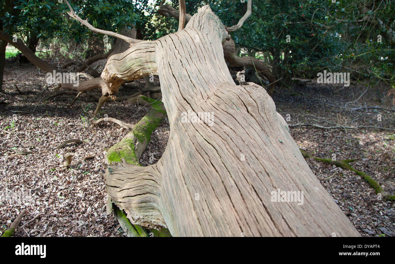 Toten Eiche zerlegen in historischen Urwald, Staverton Anschluss, Suffolk, England Stockfoto