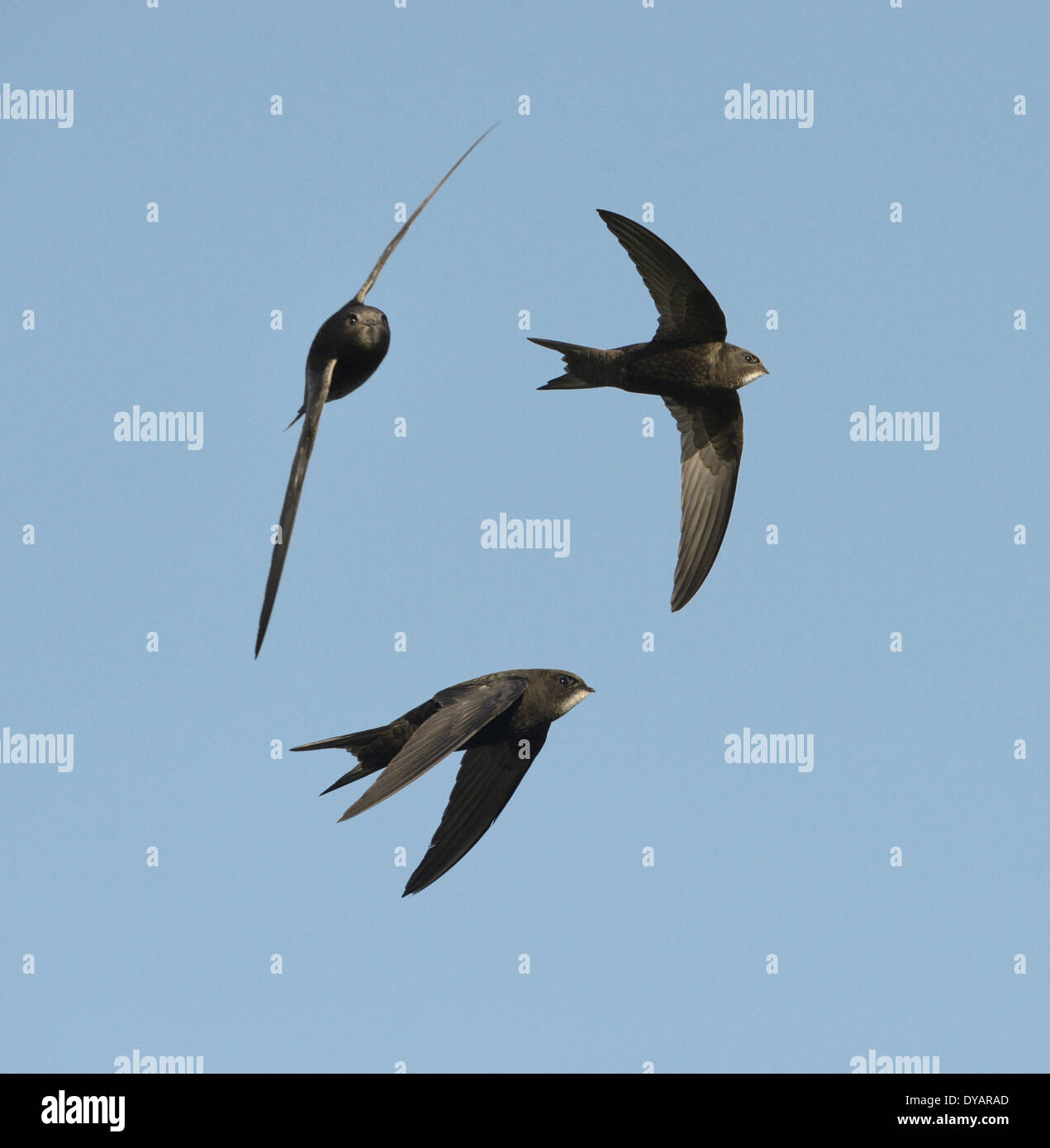 Swift (Apus Apus) im Flug Stockfoto