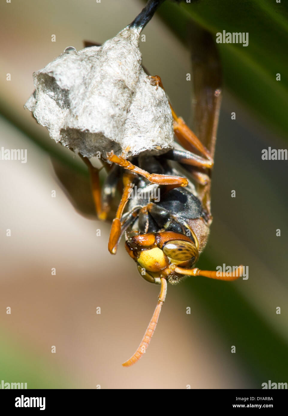 Papier-Nest Wasp (Polistes Variabilis) am Nest, New South Wales, Australien Stockfoto