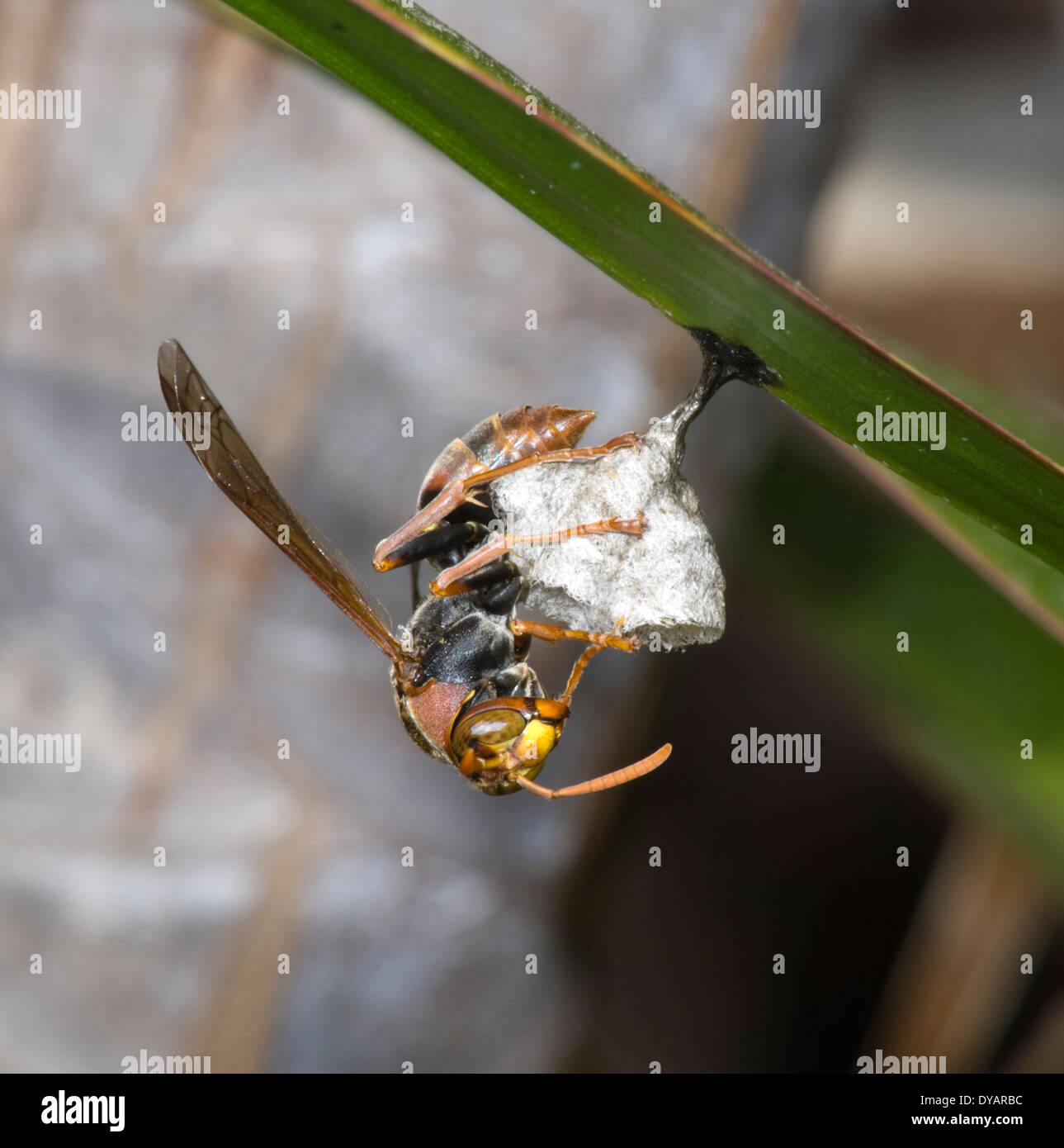 Papier-Nest Wasp (Polistes Variabilis) am Nest, New South Wales, Australien Stockfoto