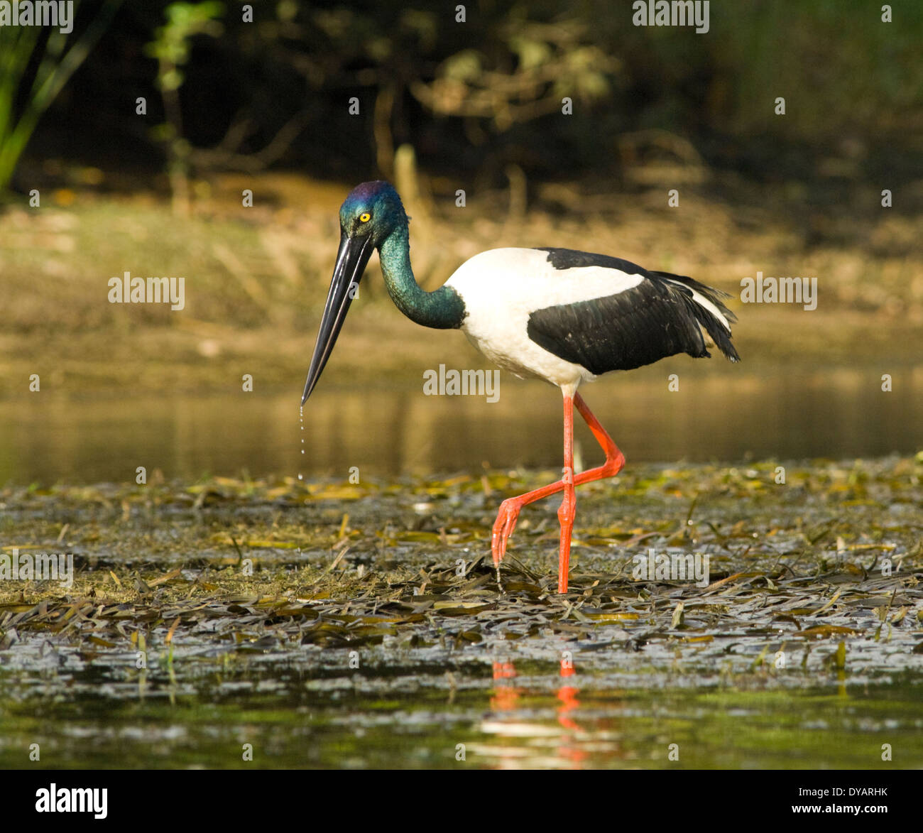Schwarz-necked Storch - Jabiru - (Nahrung Asiaticus) - Kakadu National Park - Australien Stockfoto