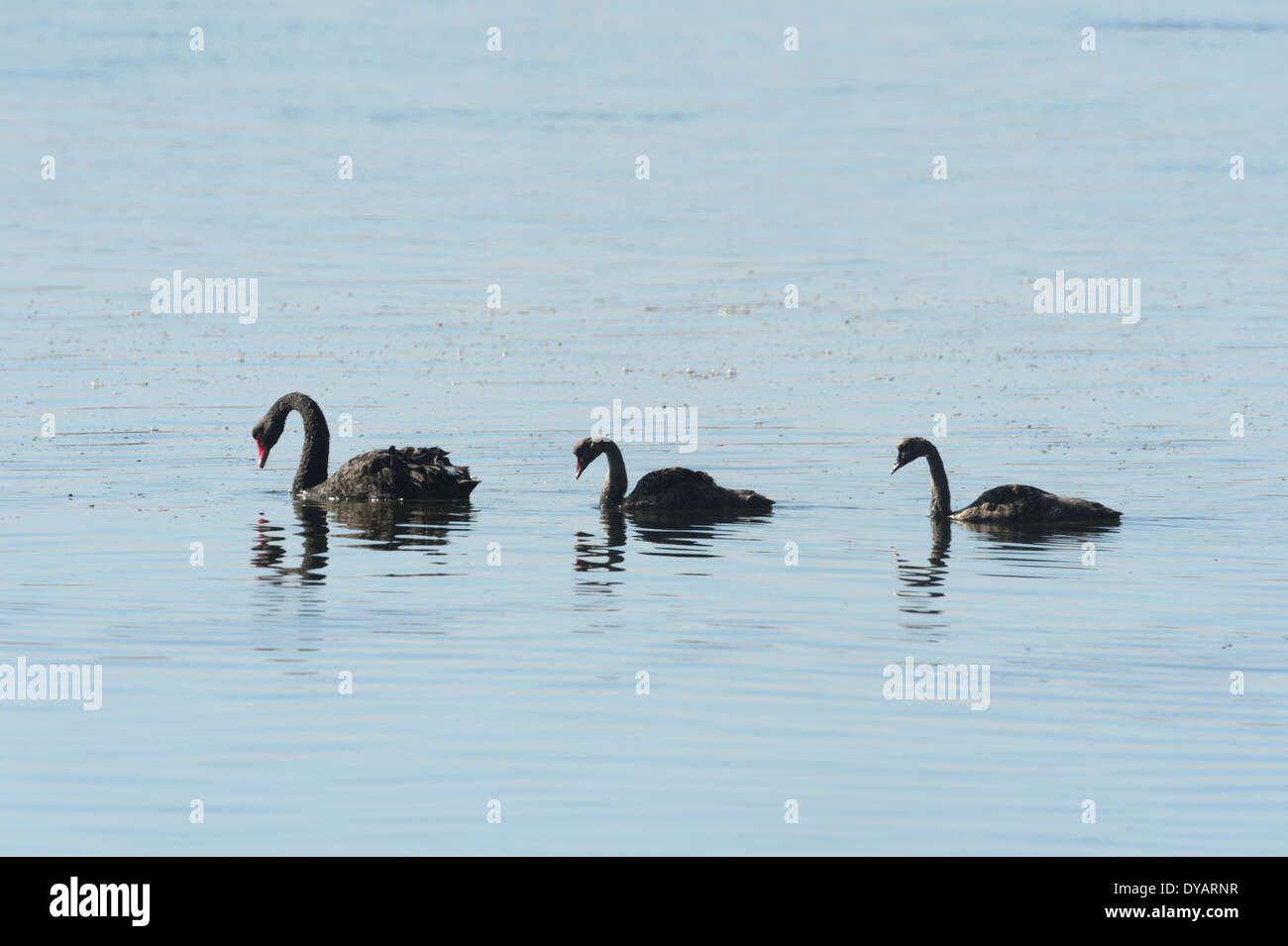 Schwarze Schwäne (Cygnus olor), Kangaroo Island, South Australia, SA, Australien Stockfoto