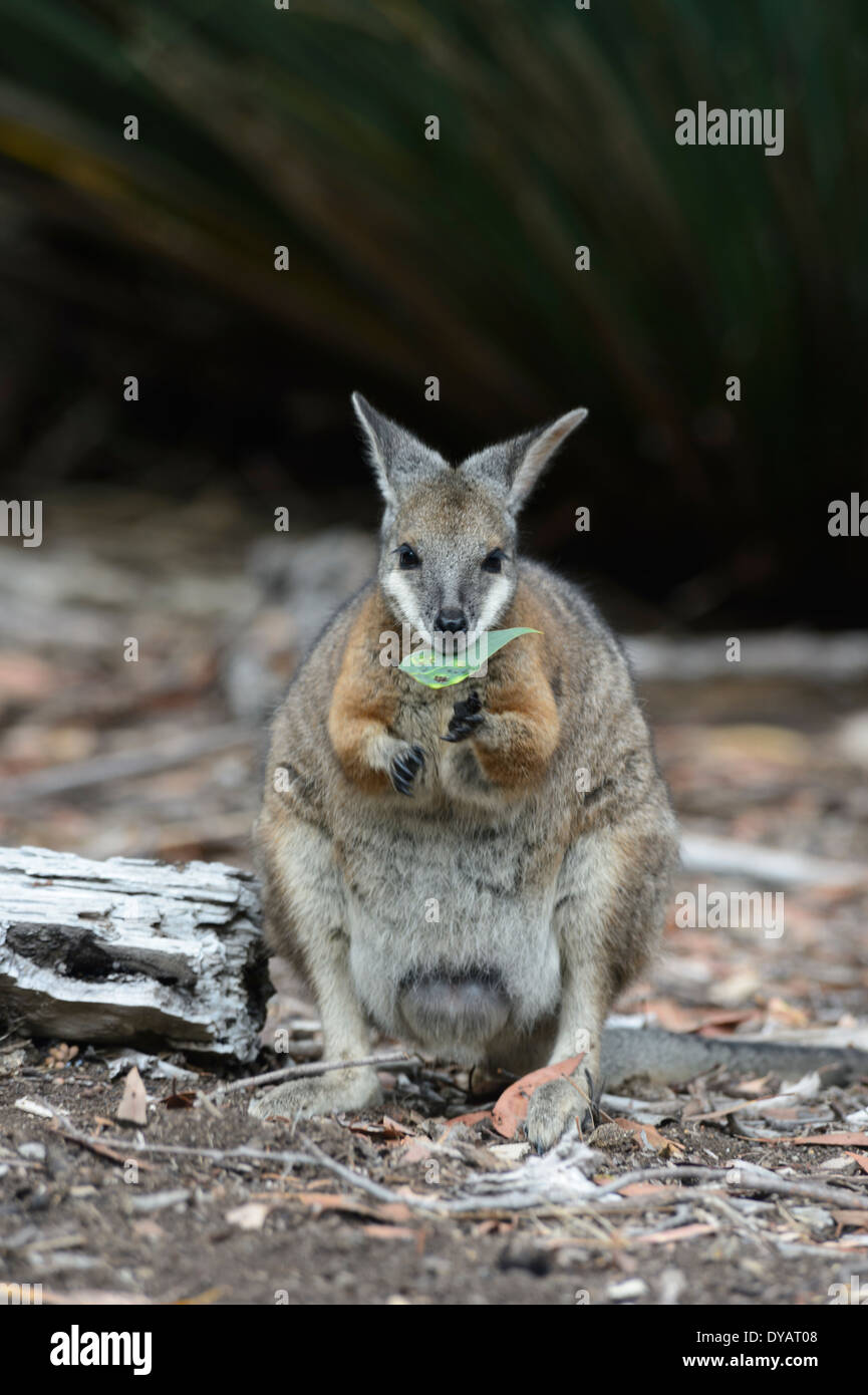 TAMMAR Wallaby (Macropus Eugenii), Kangaroo Island, South Australia, SA, Australien Stockfoto