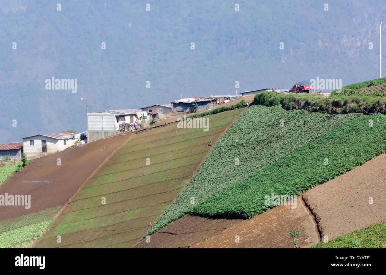 Gut bewässert Gemüse wachsen in fruchtbaren vulkanischen Boden auf einem steilen Hang oberhalb Almolonga. San Pedro de Almolonga, Guatemala Stockfoto