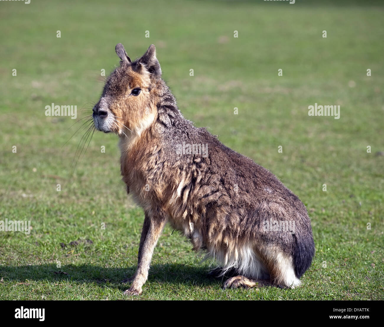 Mara, große patagonische Hase, lustige Tier auf grünen Rasen Hintergrund Stockfoto