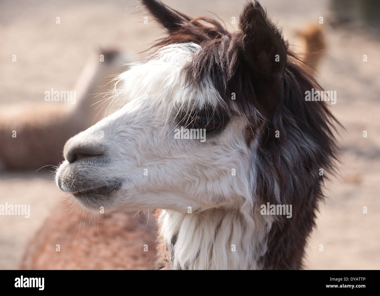 niedliche Lama Tier Closeup Portrait im Profil Stockfoto