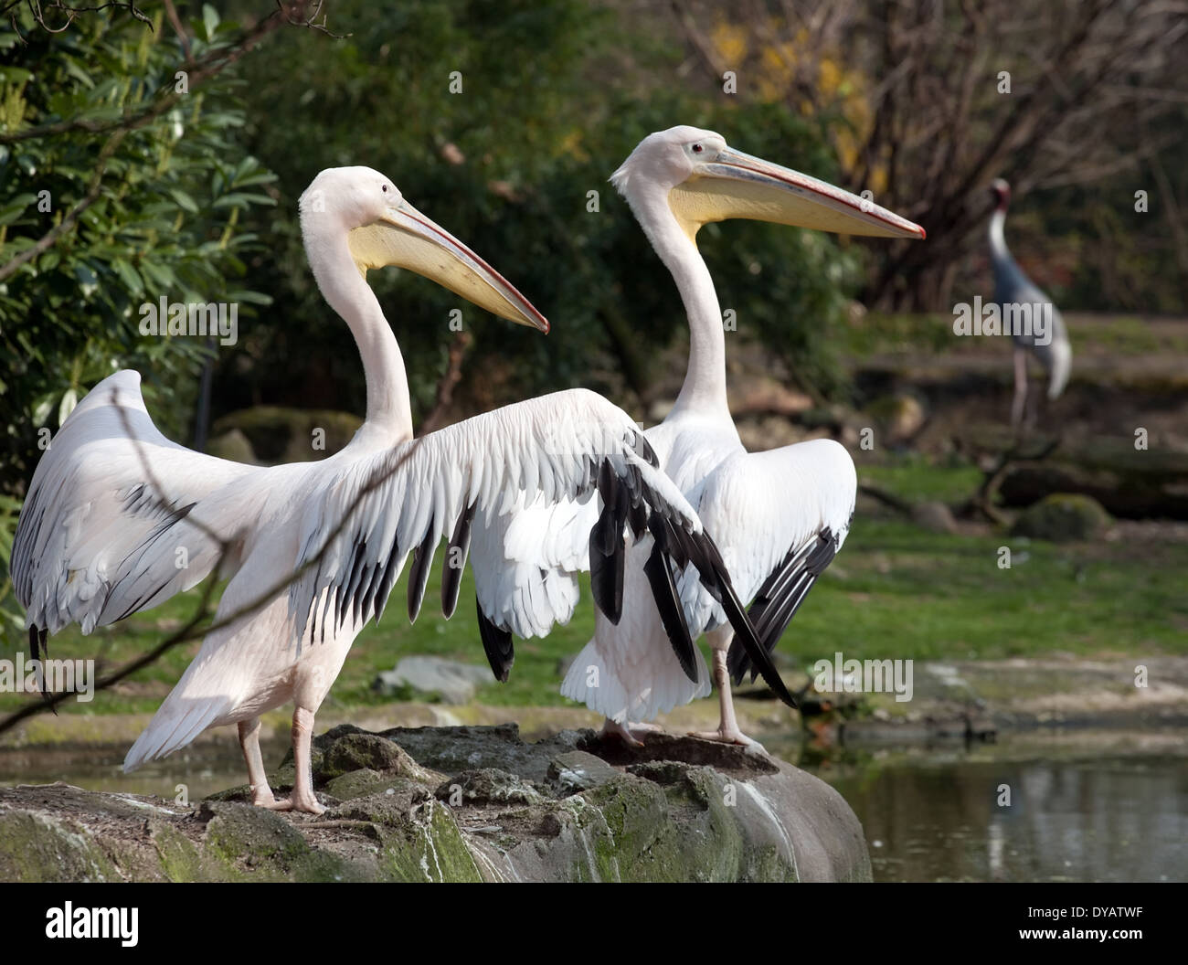 zwei Pelikane, Detailansicht mit gelben Schnäbeln und großen breiten Flügeln Stockfoto