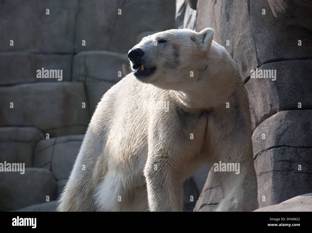 schmutzigen weißen Eisbär stehend im Zoo auf Stein Felsen Hintergrund Stockfoto