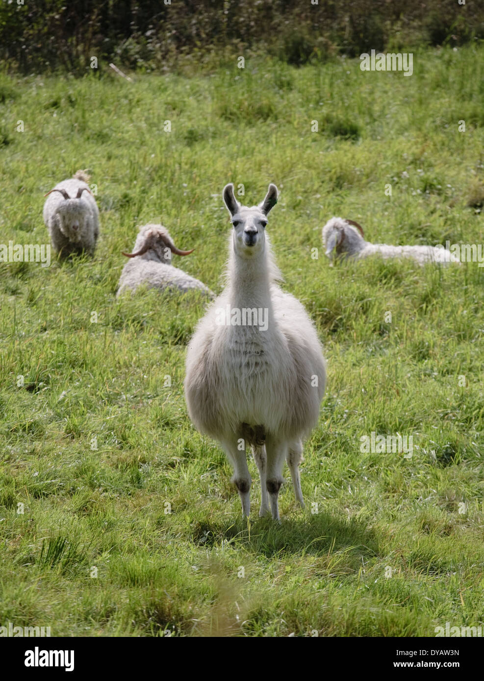 weiße Lama, stehend auf der grünen Wiese Hintergrund Stockfoto