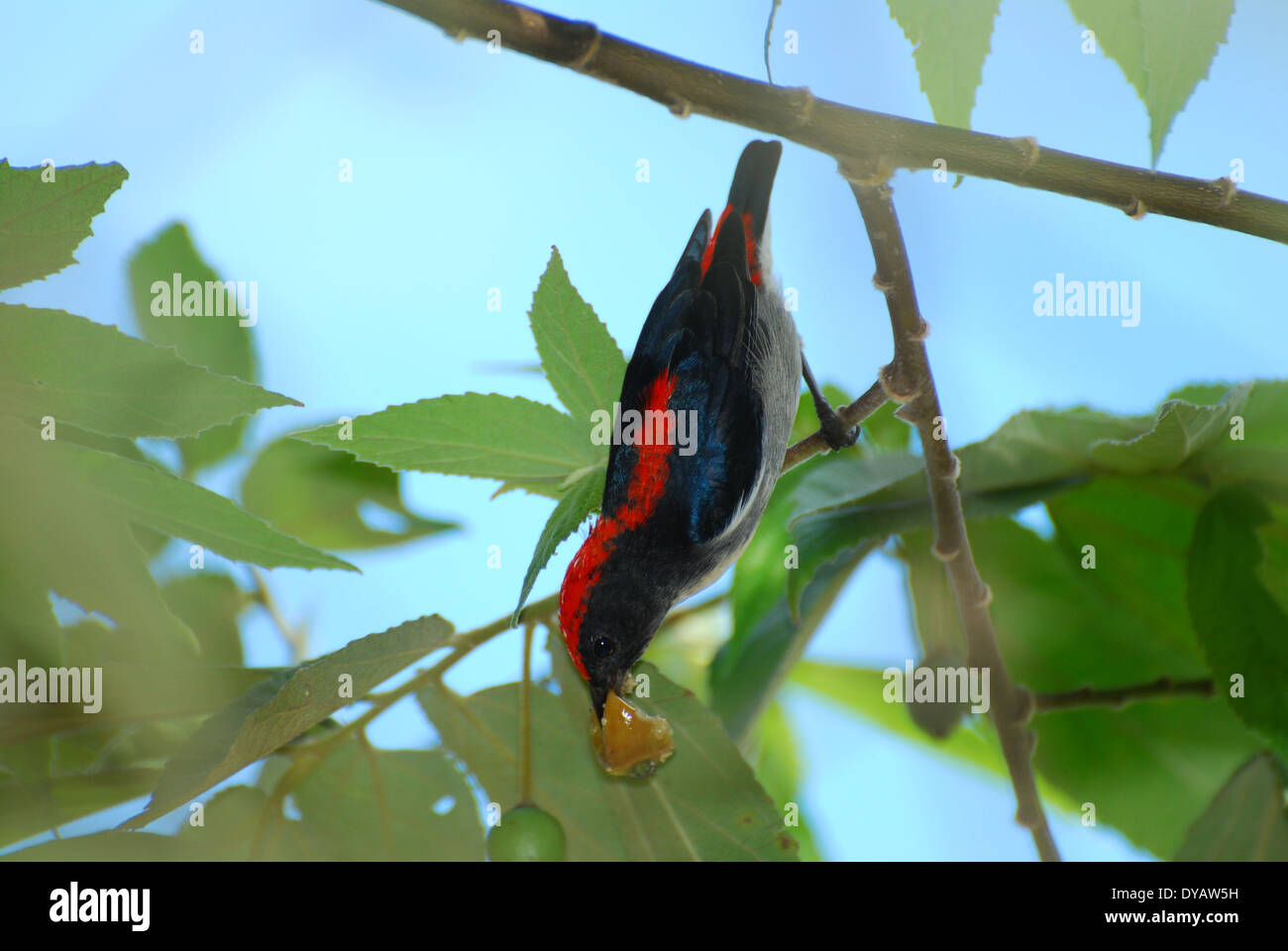 schöne männliche Scalet Flowerpecker (Dicaeum Cruentatum) Verzehr von Obst Stockfoto