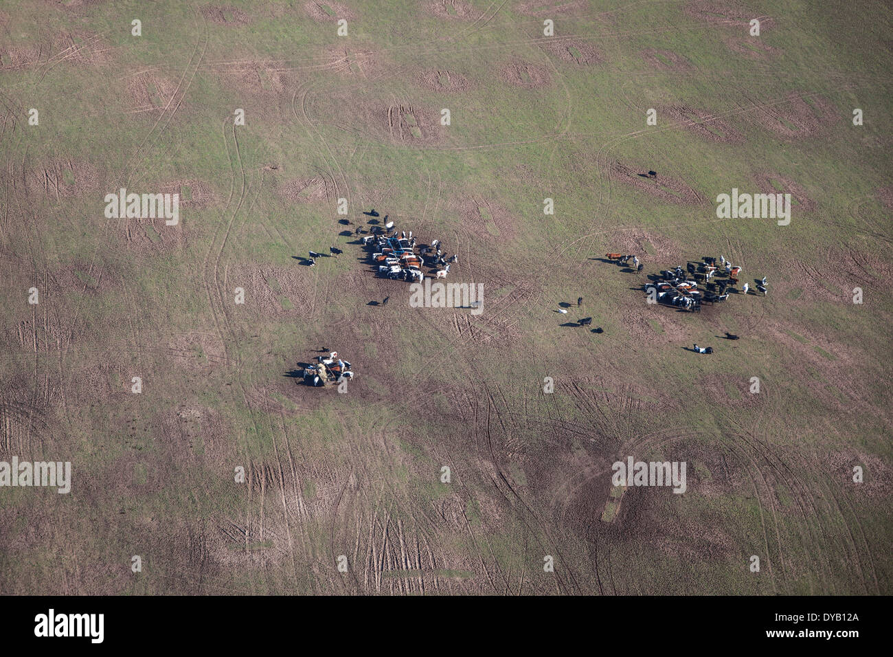 Luftaufnahme der Kühe füttern in einem Feld Stockfoto