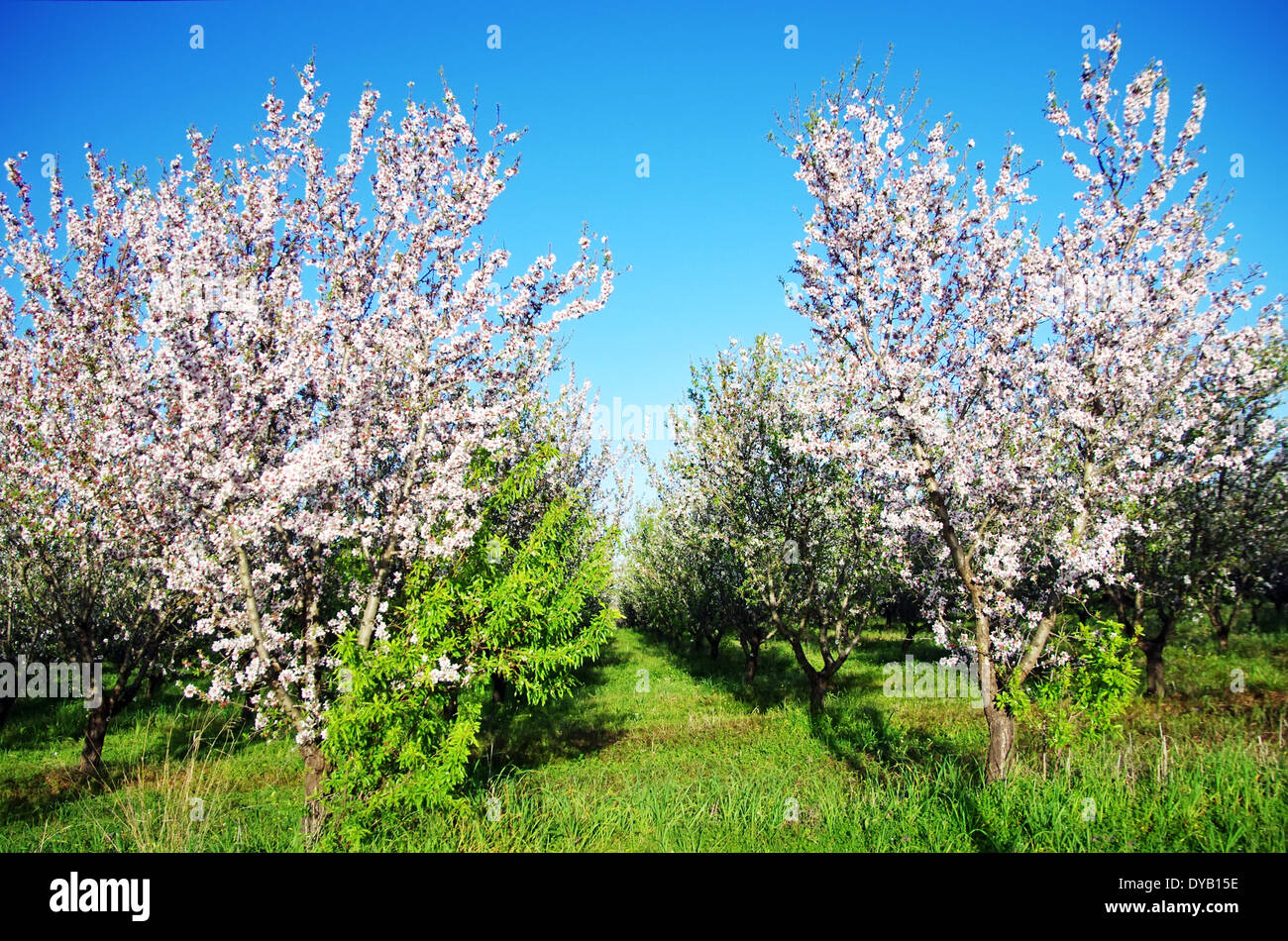 Mandelbäume blühen im Obstgarten in Portugal Stockfoto