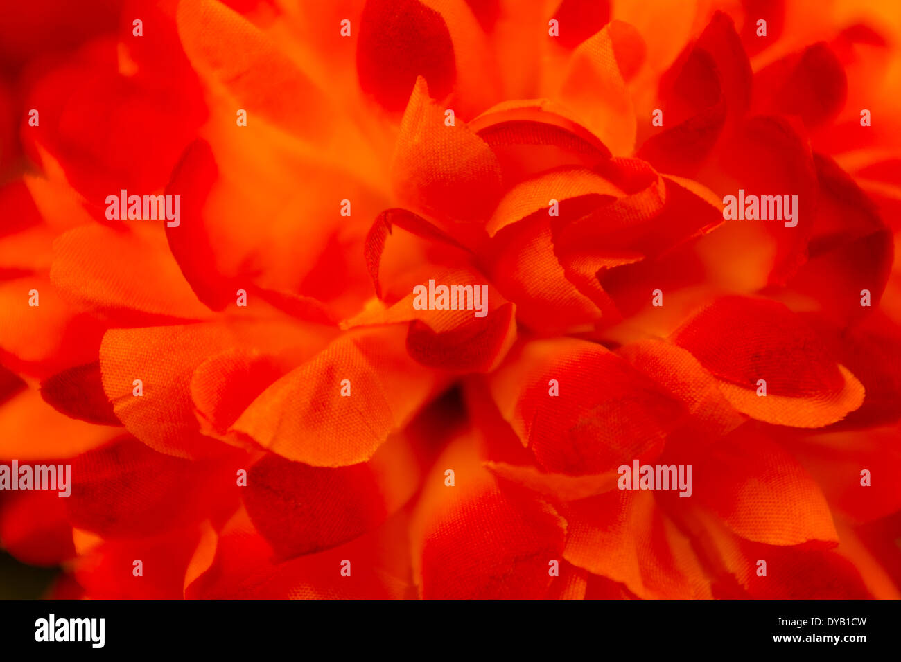 Makroaufnahme einer hellen orange Tuch Blume machen eine interessante Hintergrundtextur. Stockfoto