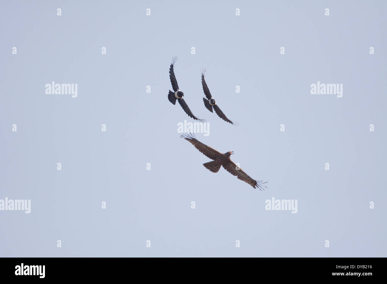 Harrier Hawk - Glaubensbekennenden Pied Krähen Polyboroides Typus Gambia, Westafrika BI025805 Stockfoto