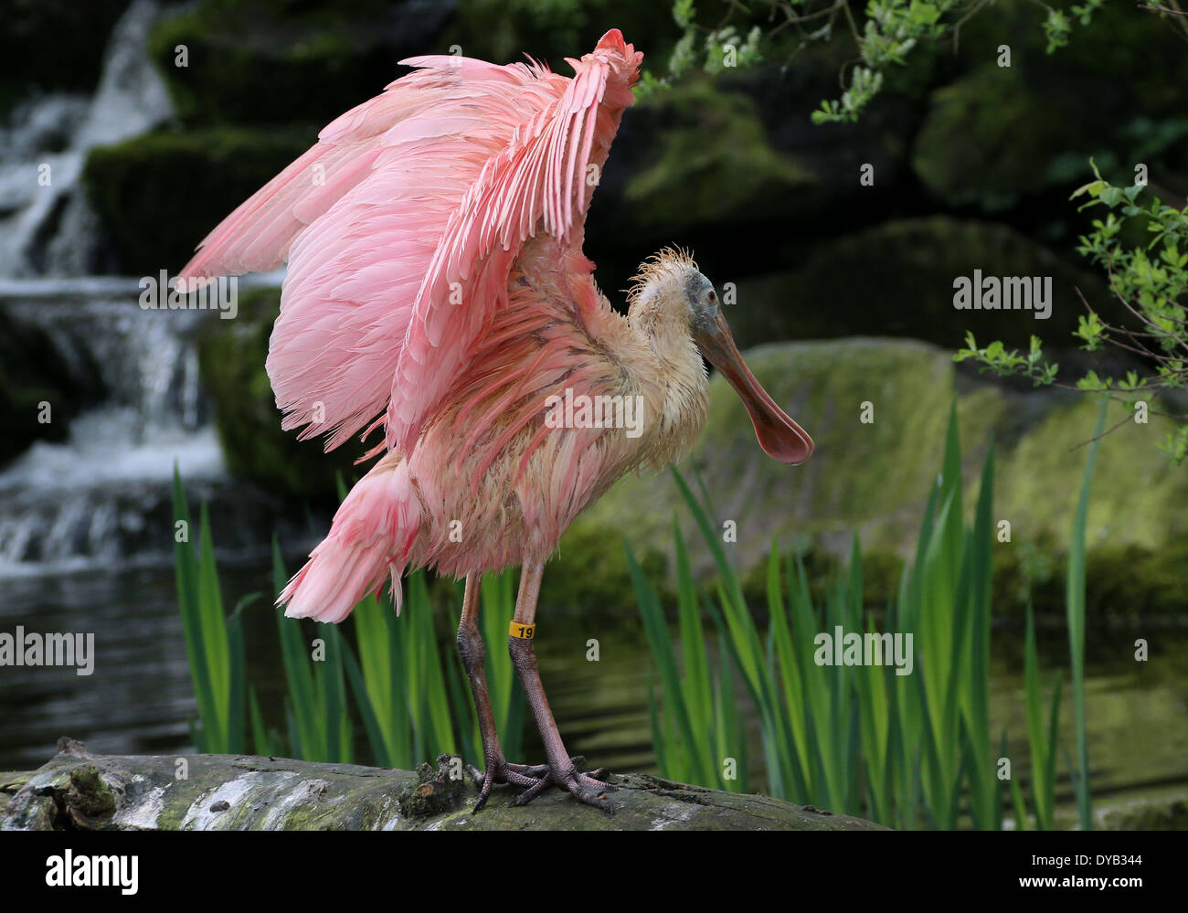 Rosige Löffler (Platalea Ajaja) mit Flügeln Stockfoto