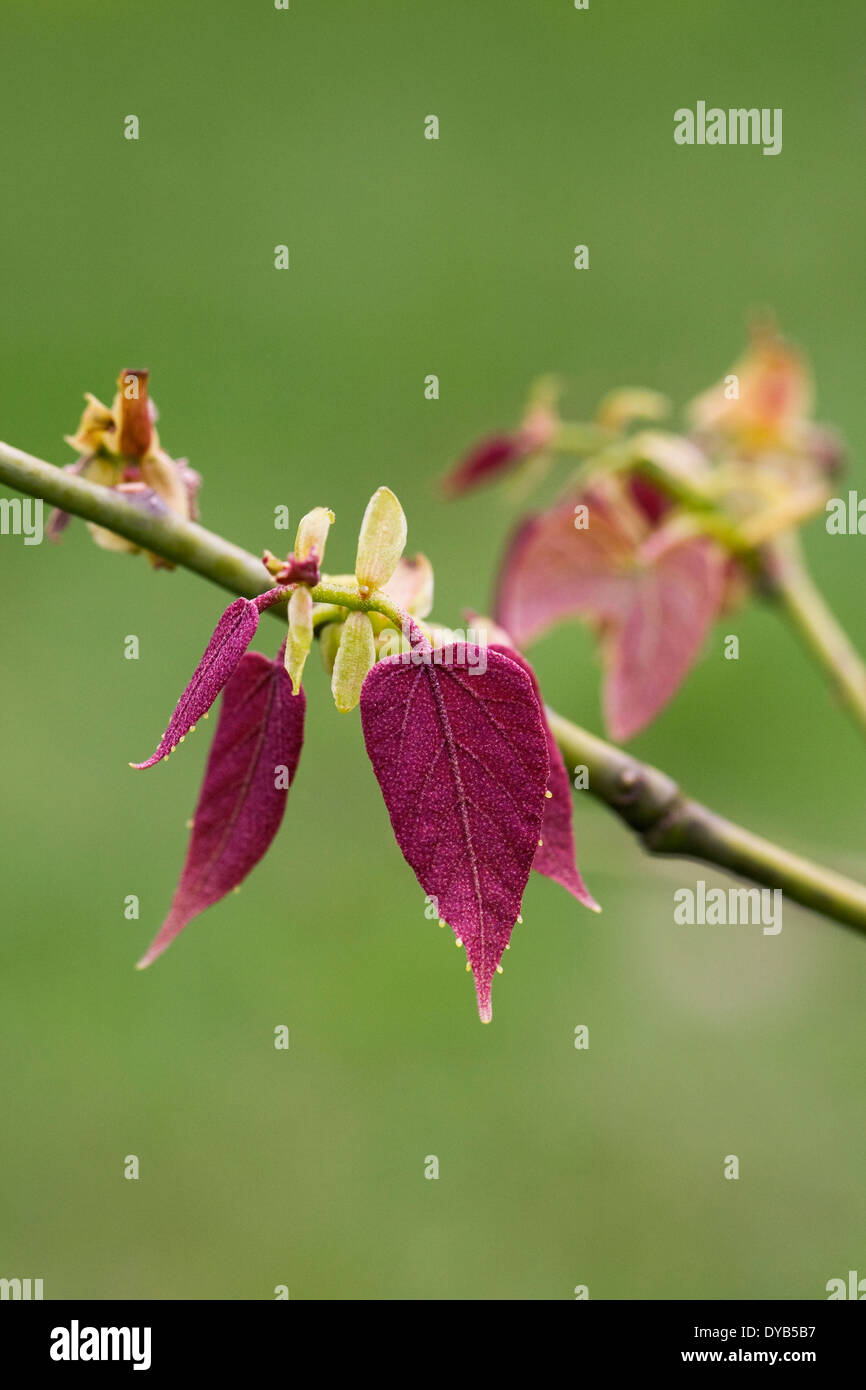 Tilia Endochrysea Blätter im Frühling. Stockfoto