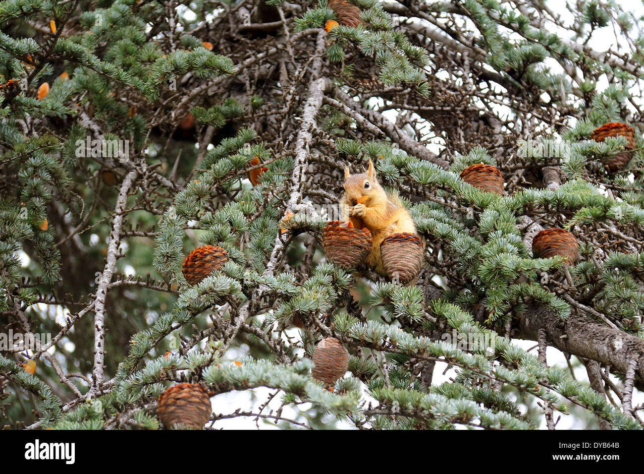 Eichhörnchen Essen eine Nuss auf einem Baum Stockfoto
